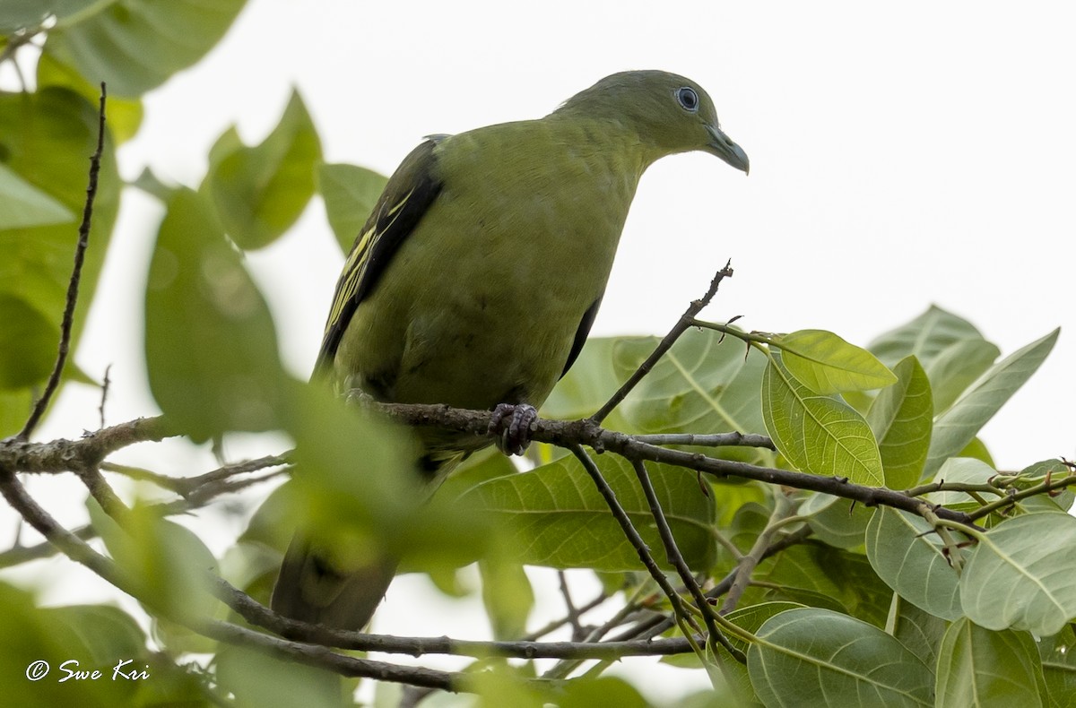 Gray-fronted Green-Pigeon - ML328596411