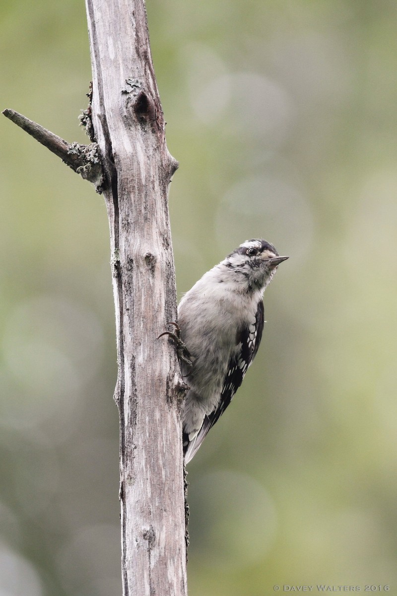 Downy Woodpecker (Eastern) - ML32859711