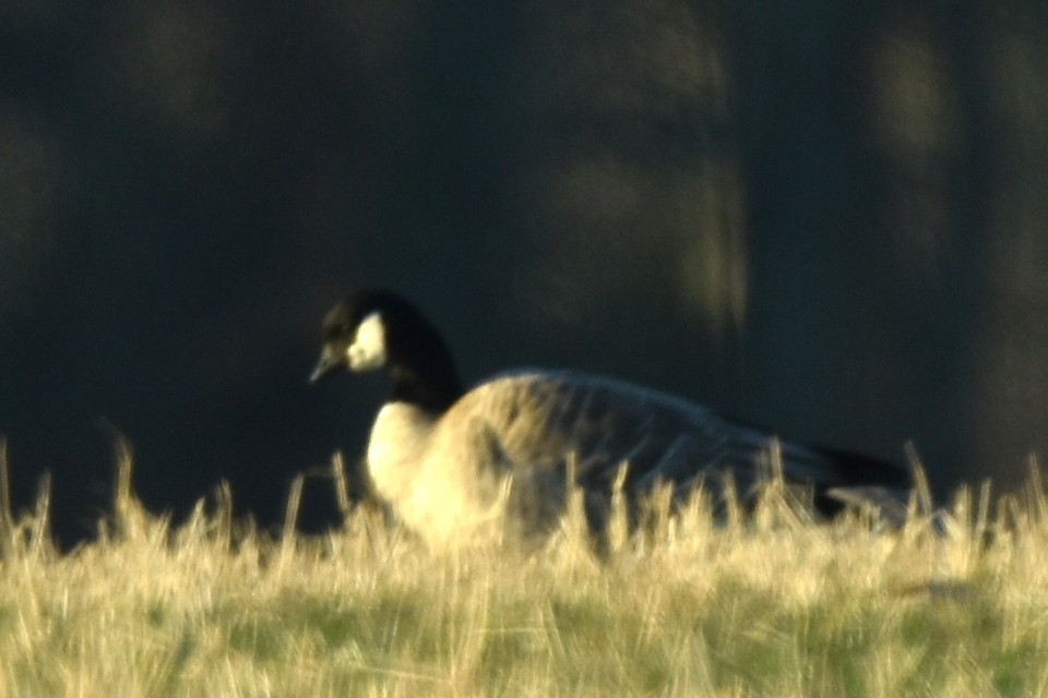 Cackling Goose (Richardson's) - ML328600951