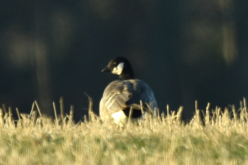 Cackling Goose (Richardson's) - Blair Whyte