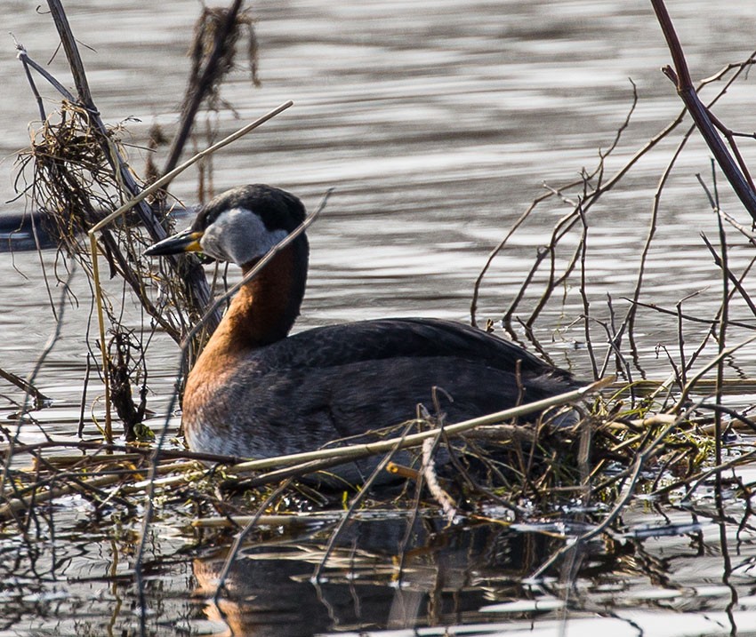 Red-necked Grebe - ML328604381