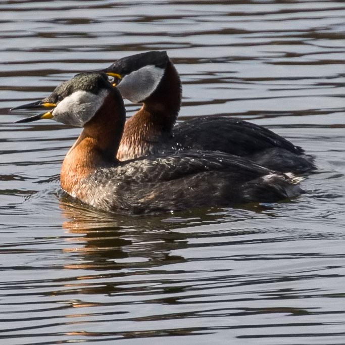 Red-necked Grebe - ML328604391