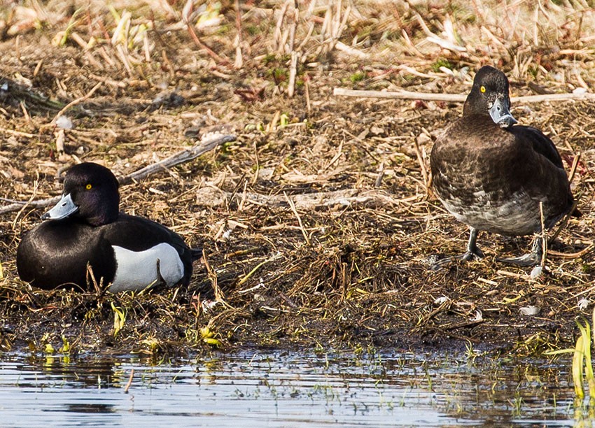 Tufted Duck - ML328604401