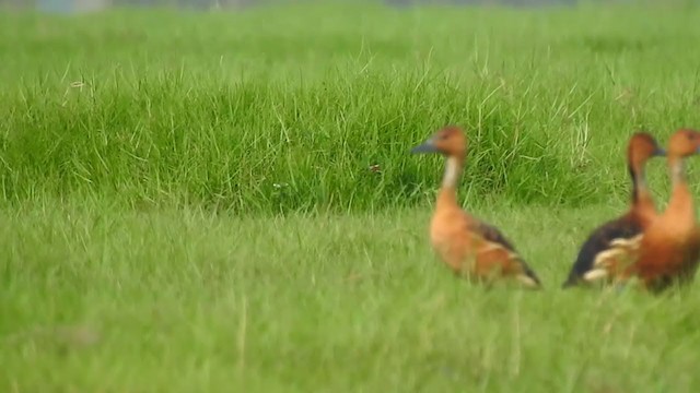 Fulvous Whistling-Duck - ML328604431