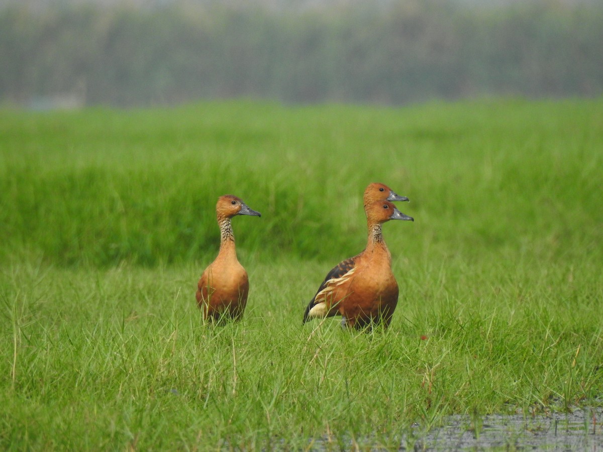 Fulvous Whistling-Duck - ML328604471