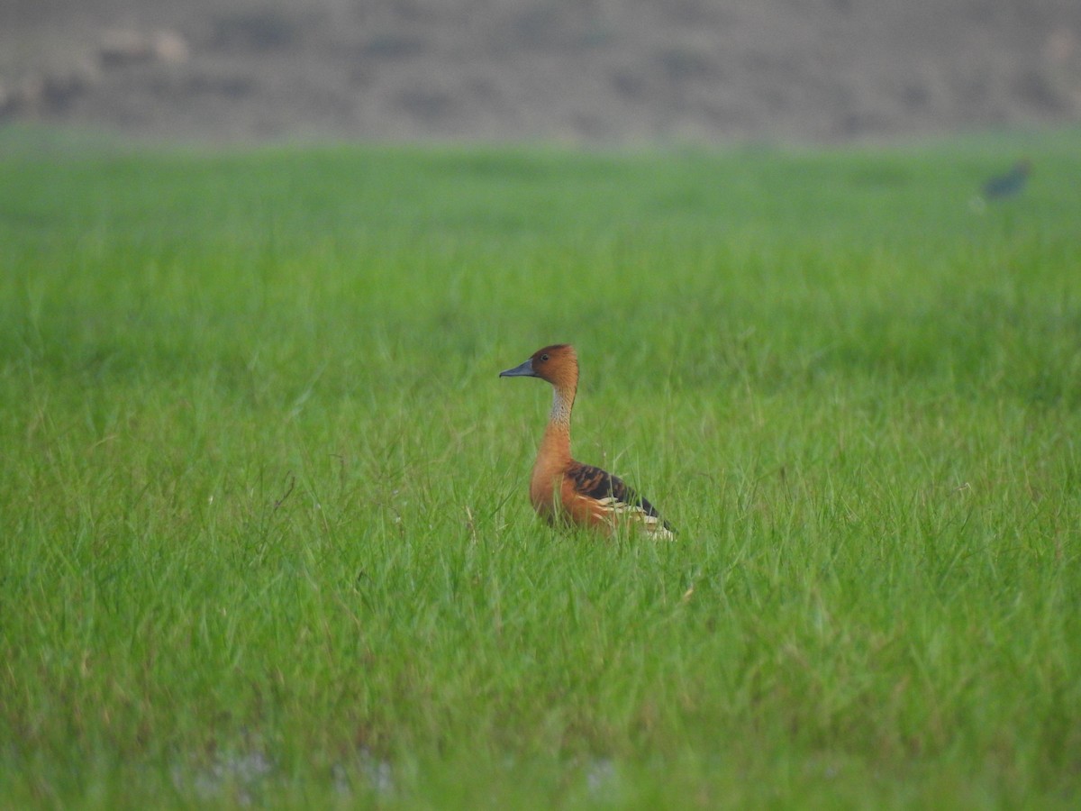 Fulvous Whistling-Duck - ML328604481
