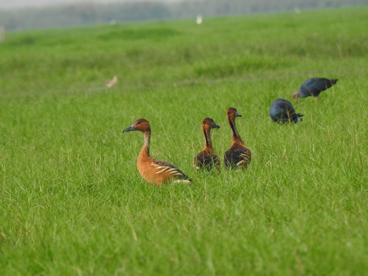 Fulvous Whistling-Duck - ML328604491