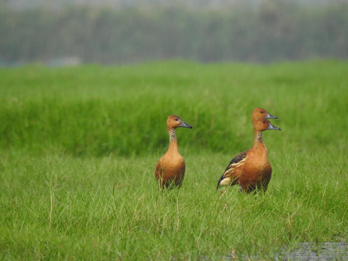 Fulvous Whistling-Duck - ML328604511