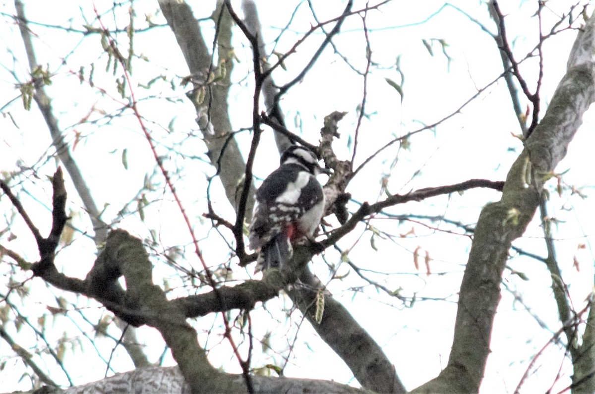 Great Spotted Woodpecker - ML328609681