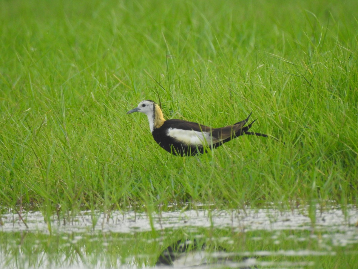 Pheasant-tailed Jacana - ML328609931