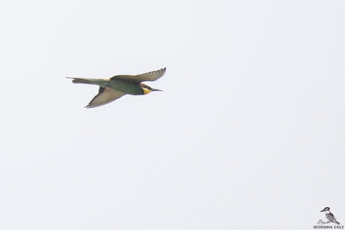 European Bee-eater - ML328610821