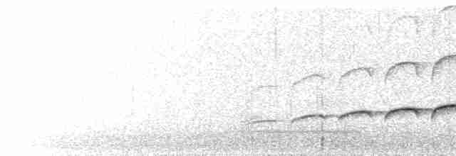 Large-tailed Antshrike - ML328616871