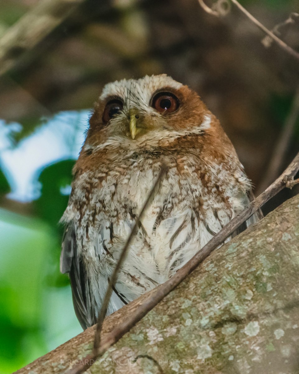 Puerto Rican Owl - ML328617971