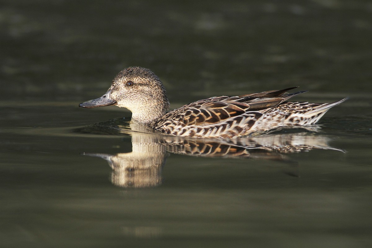 Green-winged Teal - ML32861821