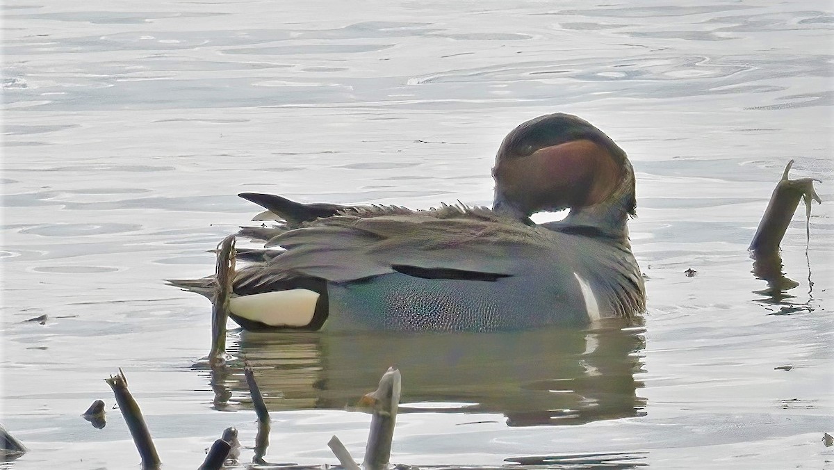 Green-winged Teal - ML328618791