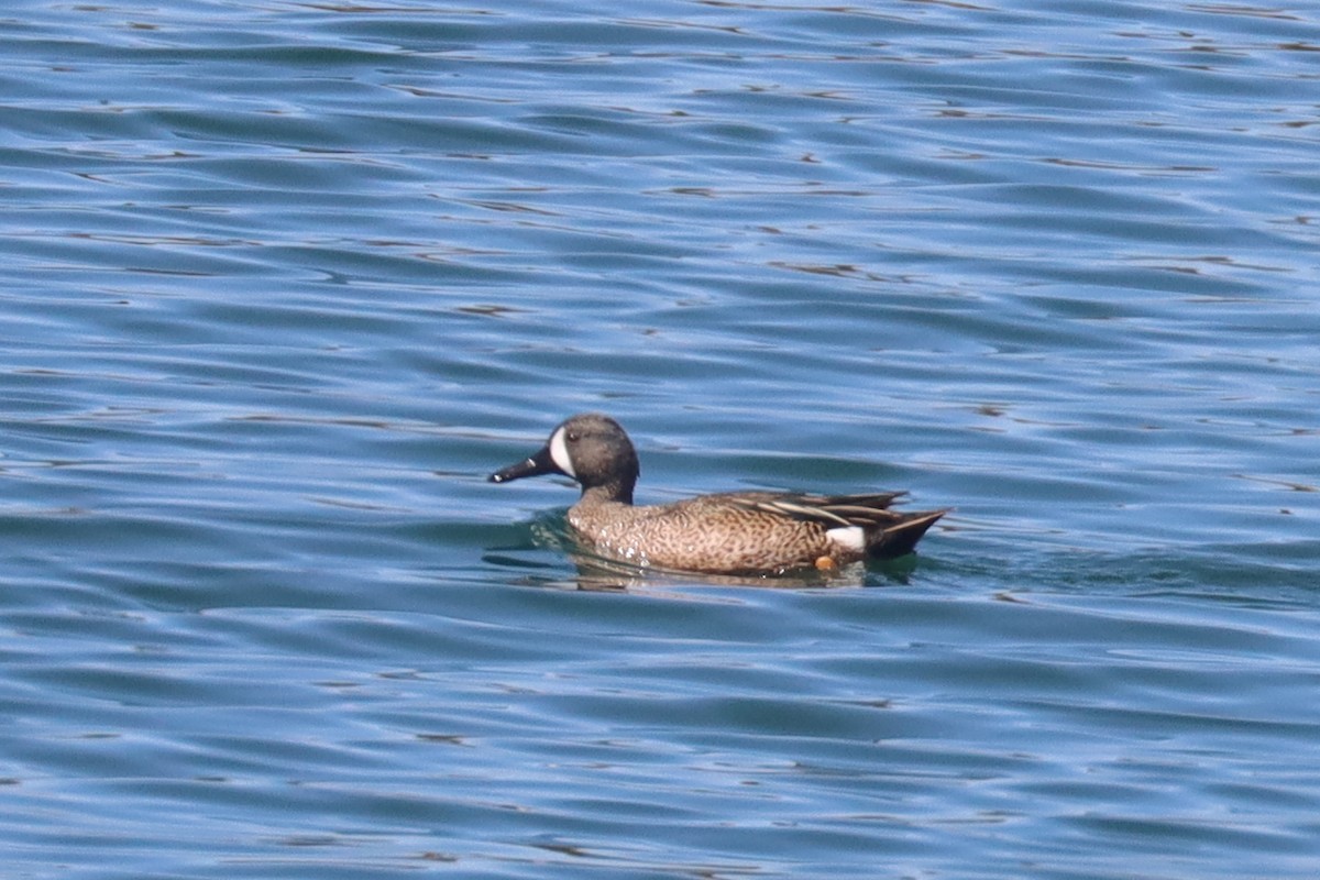 Blue-winged Teal - ML328625821