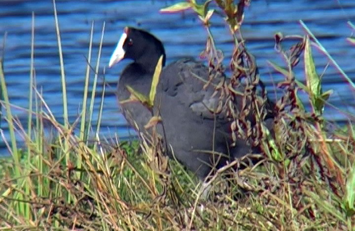 Red-knobbed Coot - ML328632491