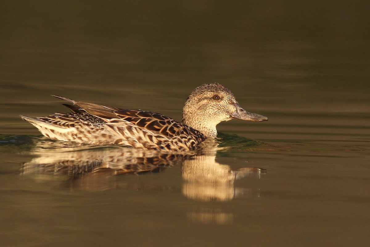 Green-winged Teal - ML32863901