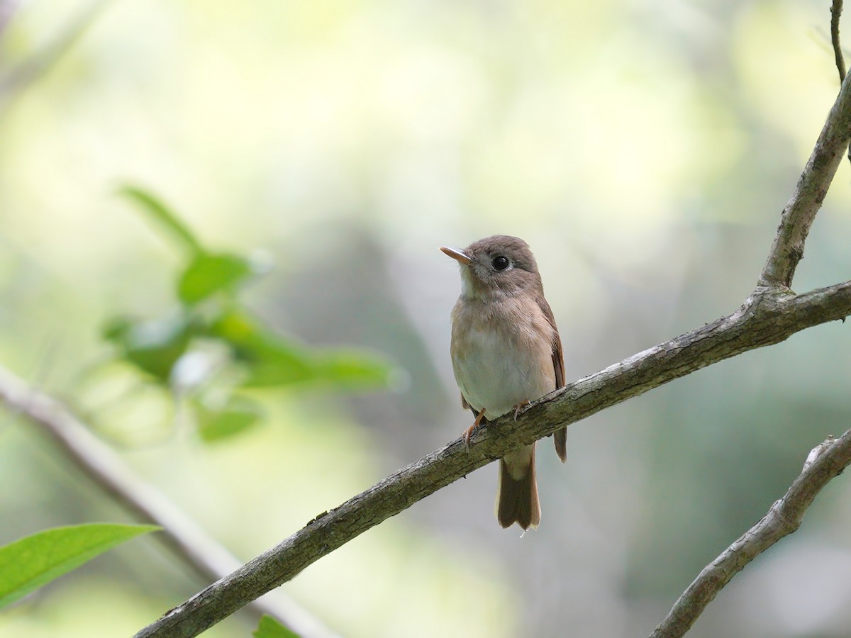 Brown-breasted Flycatcher - ML328639041