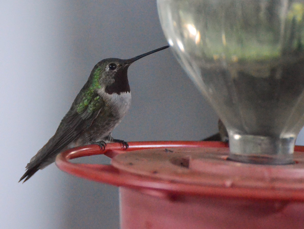 Broad-tailed Hummingbird - Ryan Andrews