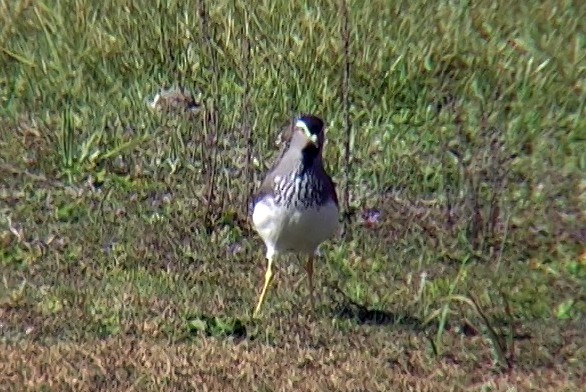 Spot-breasted Lapwing - ML328641661