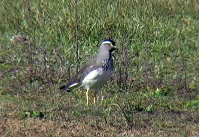 Spot-breasted Lapwing - ML328641671