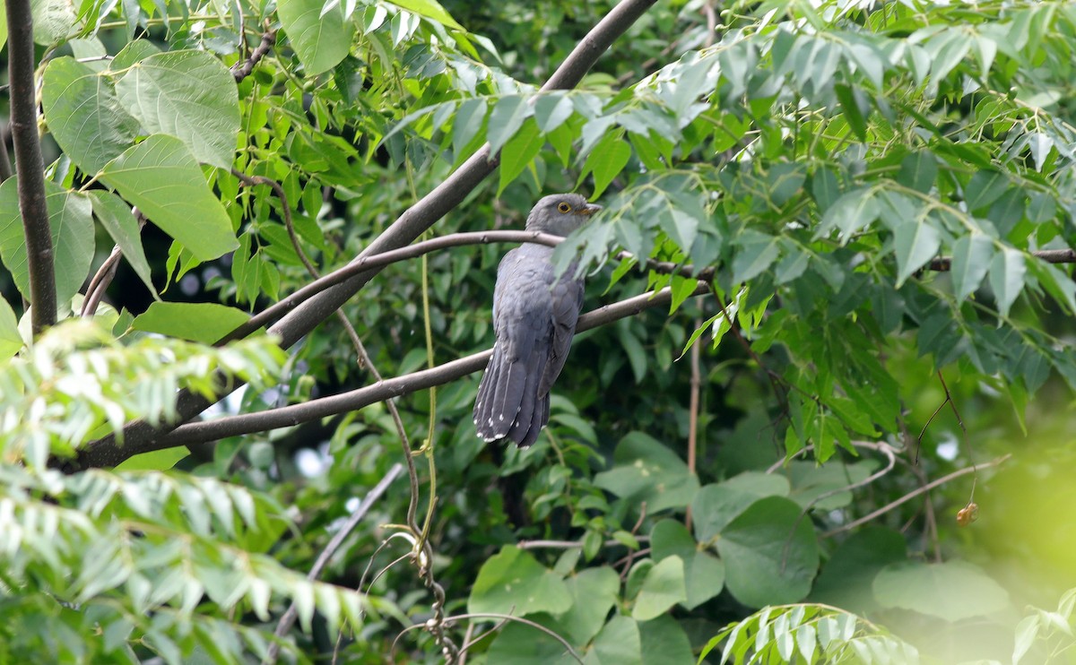 Oriental Cuckoo - Edward Yip