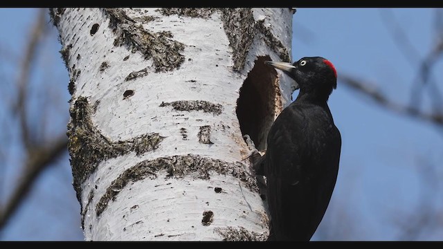 Black Woodpecker - ML328648171