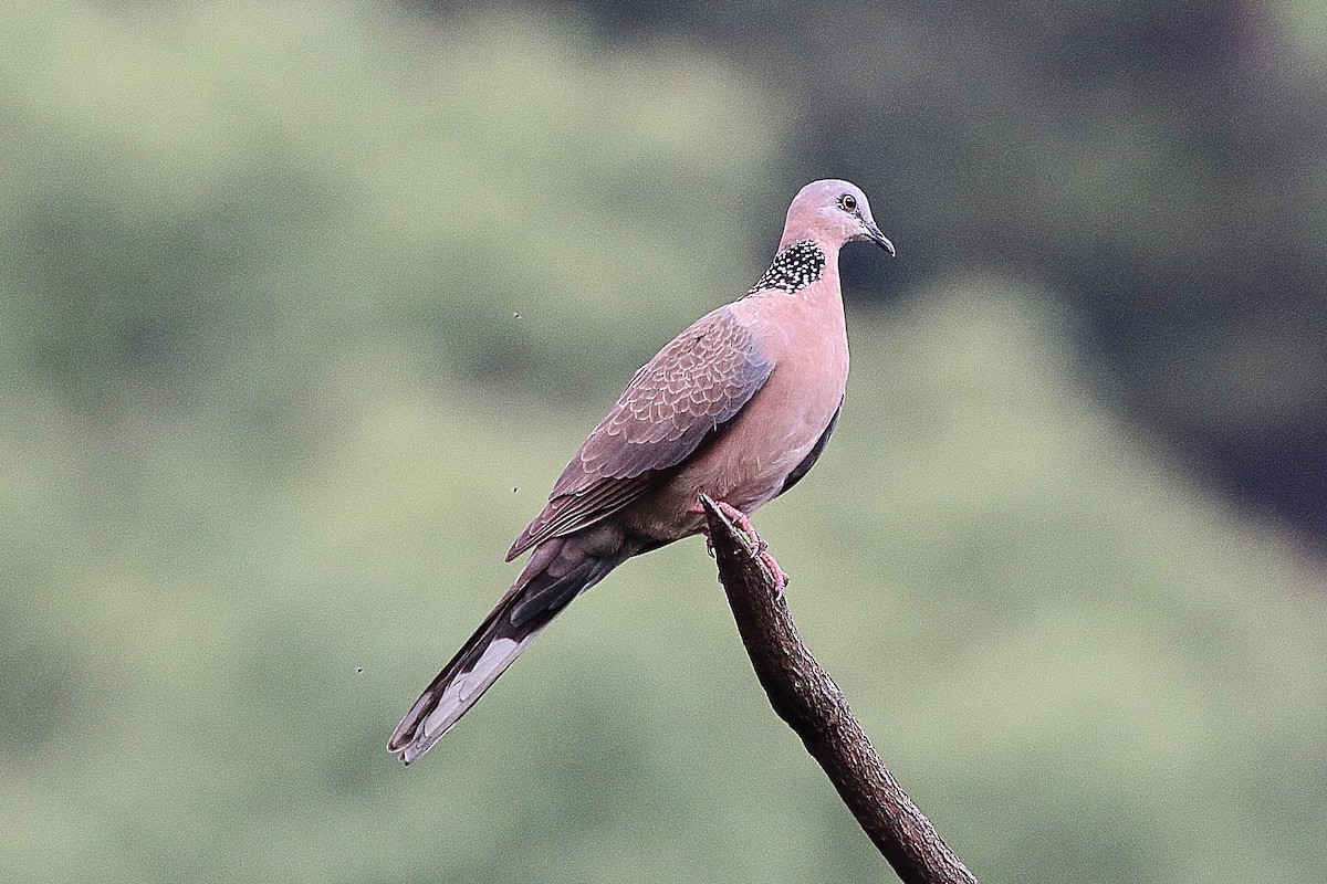 Spotted Dove (Eastern) - ML328648451
