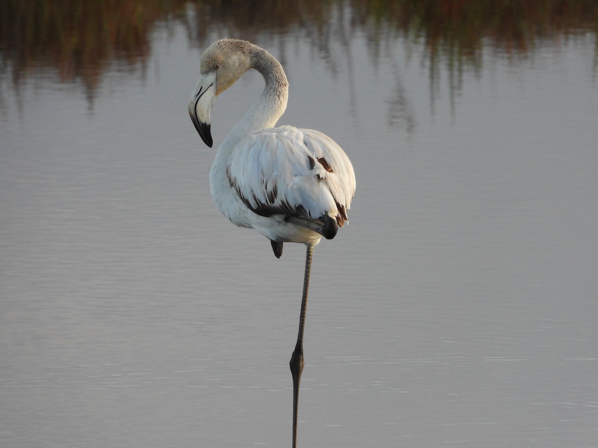 Greater Flamingo - Diogo  Portela