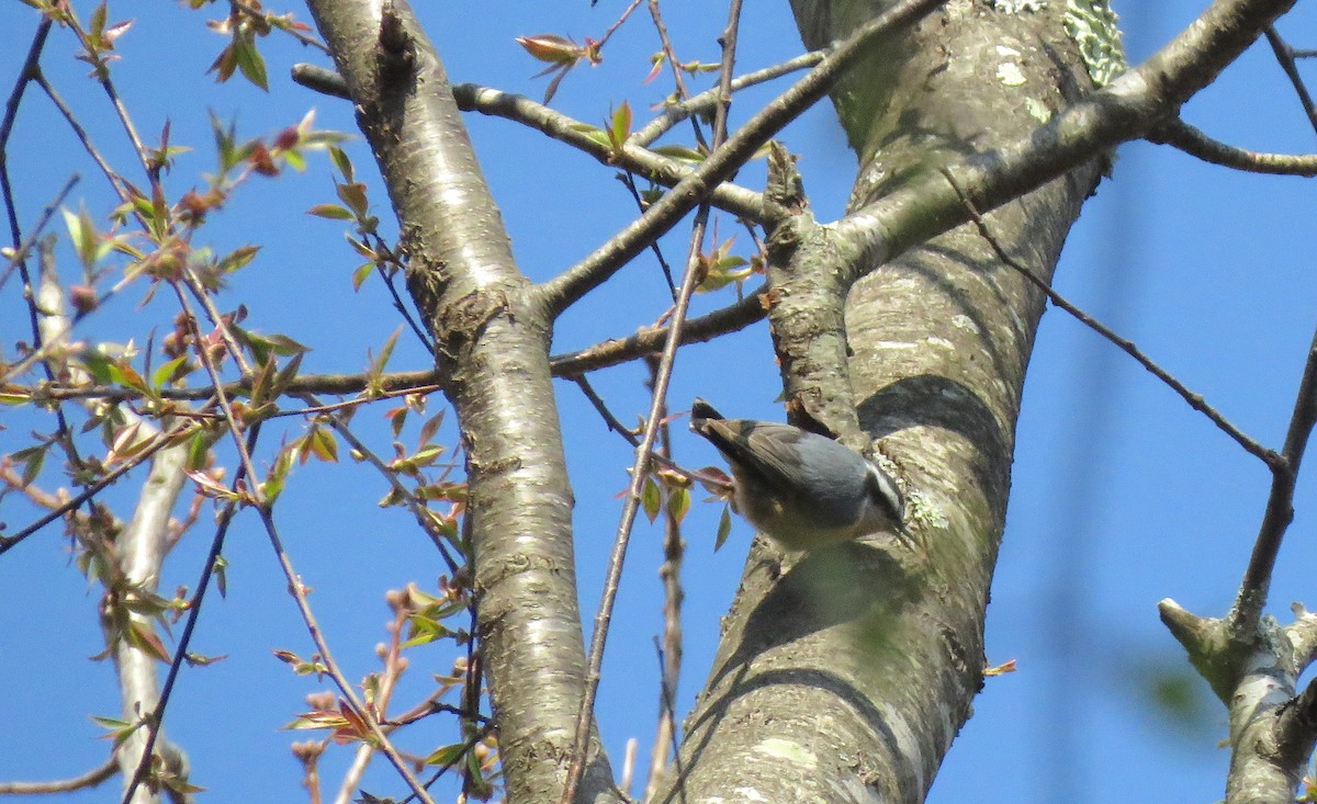 Red-breasted Nuthatch - ML328655561