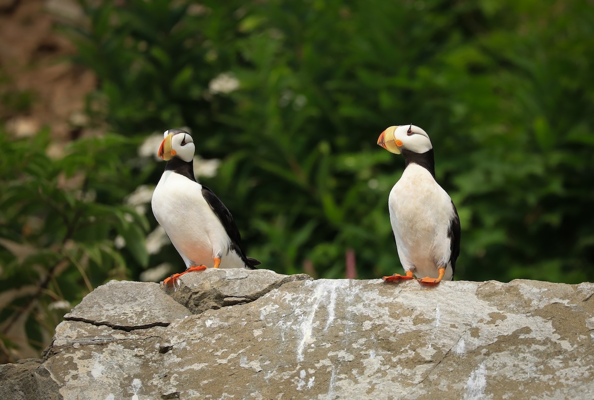 eBird Checklist - 6 Jul 2019 - Alaska Maritime NWR--Duck Island - 5 species