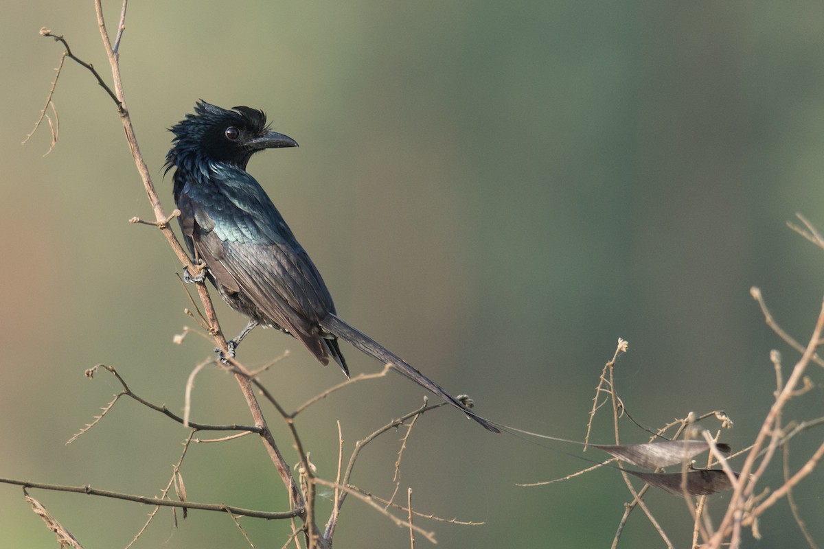 Greater Racket-tailed Drongo - ML328656791