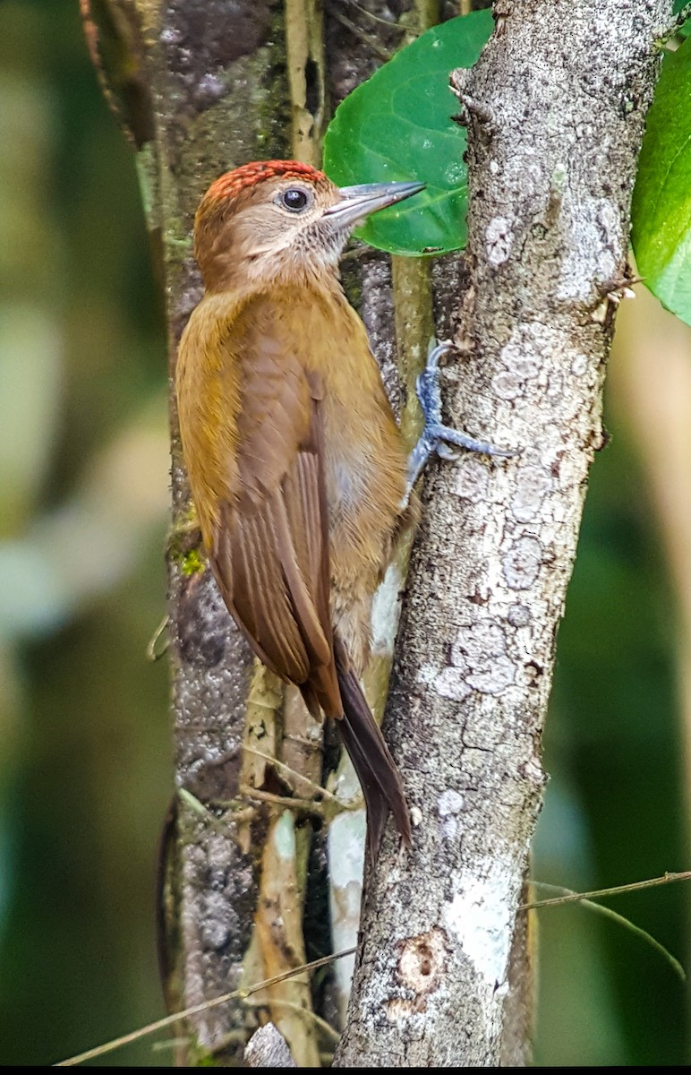 Smoky-brown Woodpecker - ML328657241