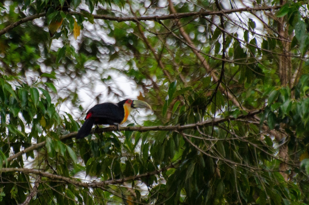 Red-breasted Toucan - ML328659261