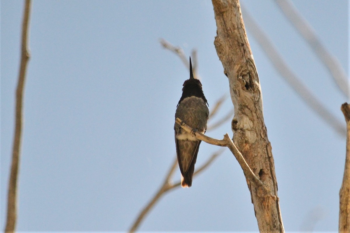 hummingbird sp. - Will Davis