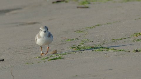 Piping Plover - ML32866401