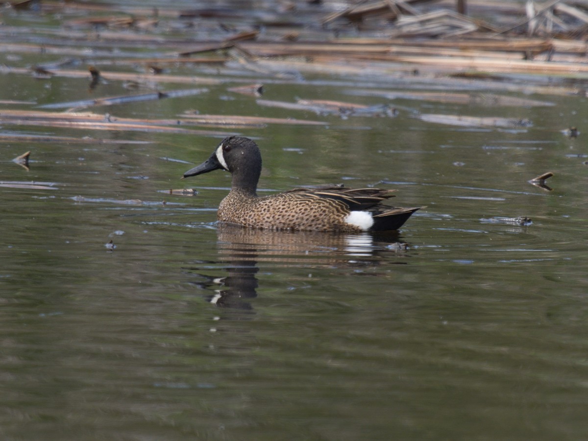 Blue-winged Teal - Lyle Ross
