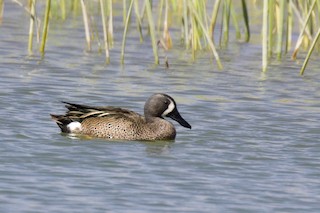 Blue-winged Teal, ML328666161