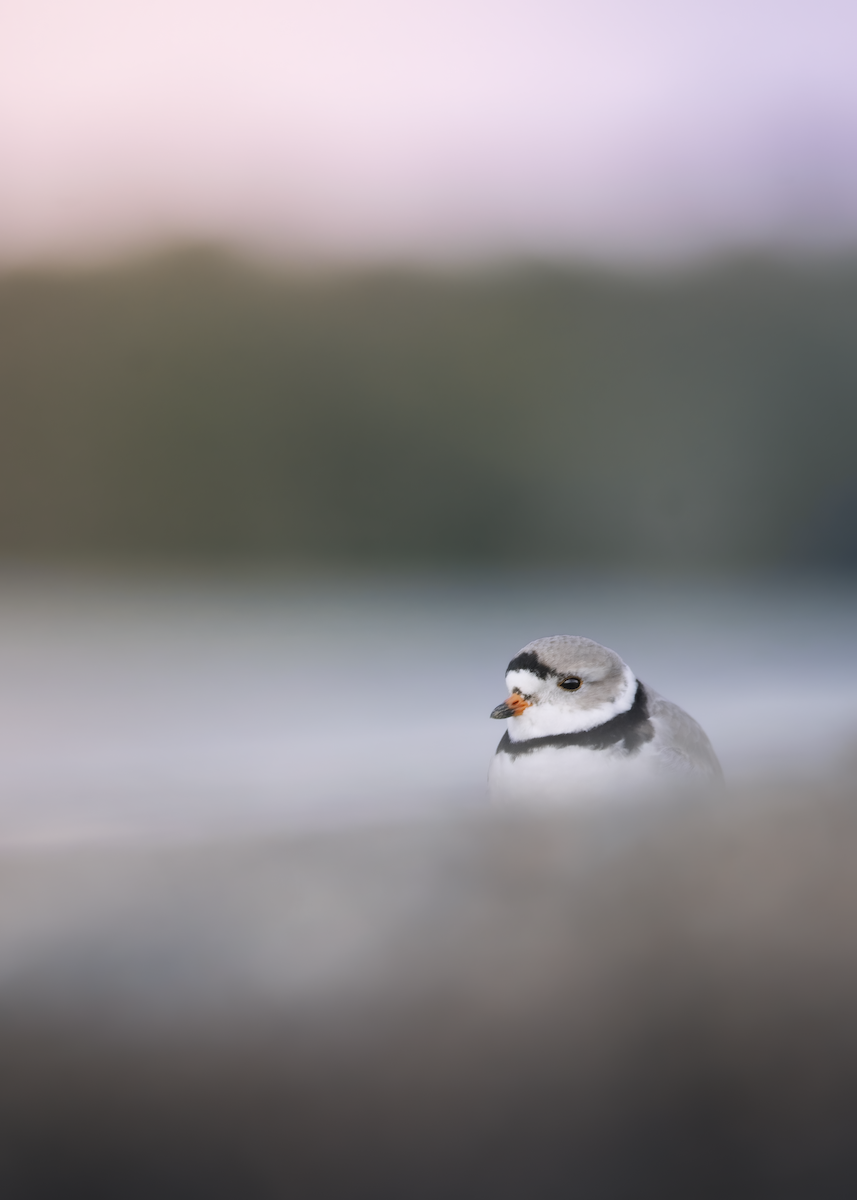 Piping Plover - ML328667661