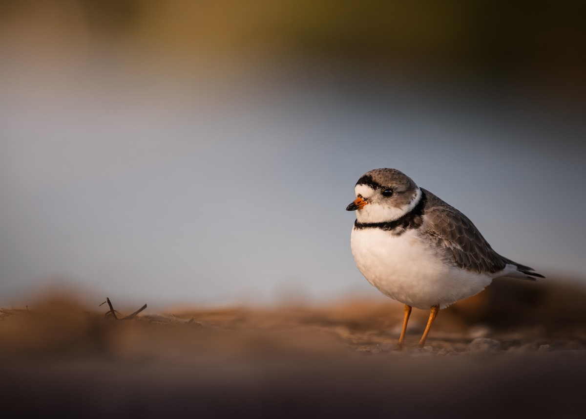 Piping Plover - ML328669111