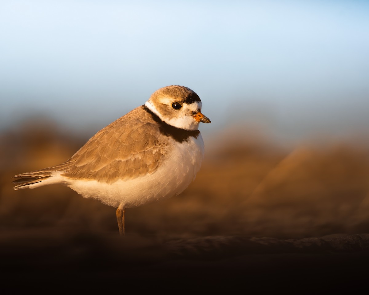 Piping Plover - ML328669471