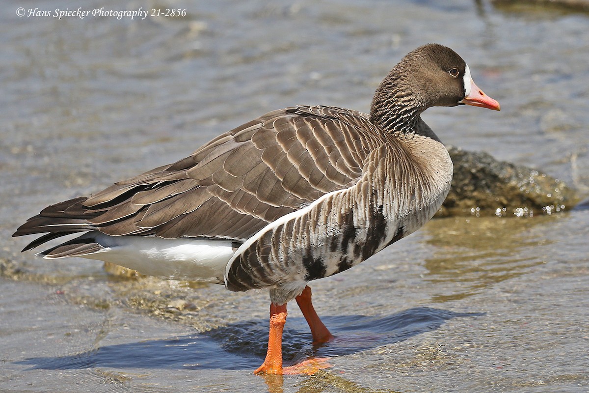 Greater White-fronted Goose - Hans Spiecker