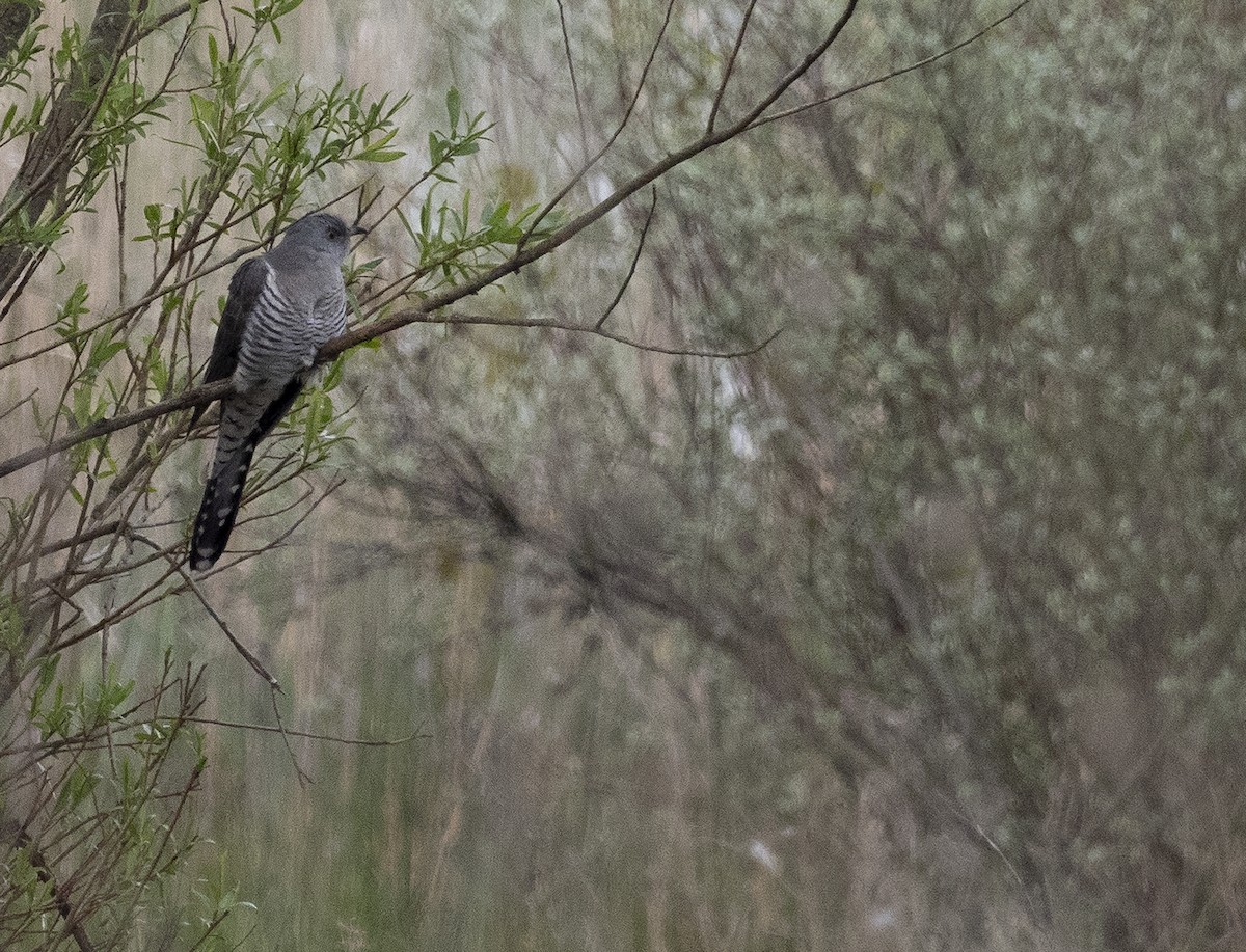 Common Cuckoo - Rafael Hermosilla Ortega