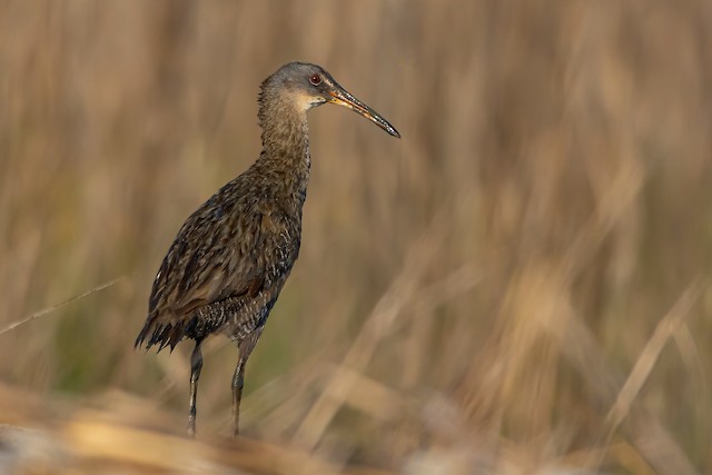 Clapper Rail - eBird