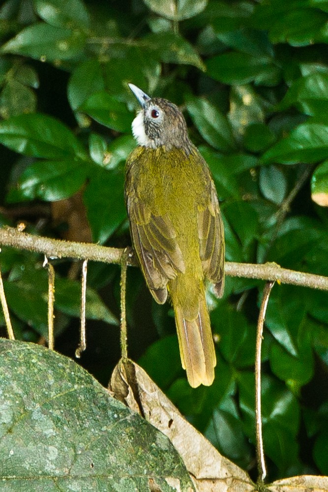 Red-tailed Greenbul - ML328675341