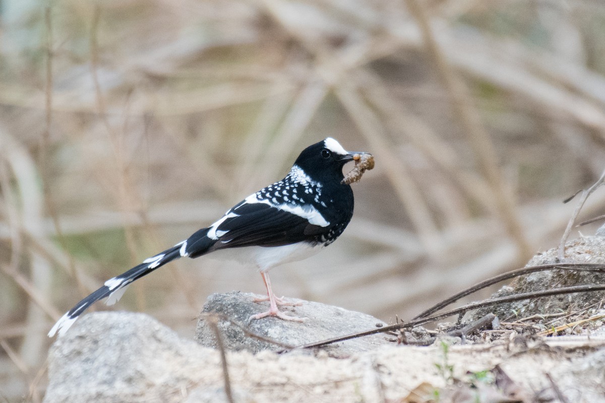 Spotted Forktail - Ian Hearn