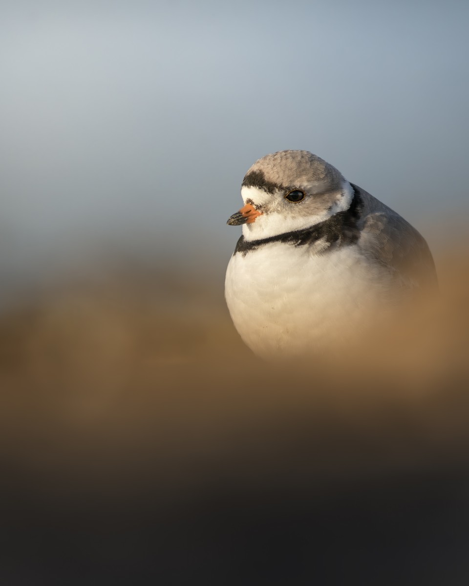Piping Plover - ML328678481