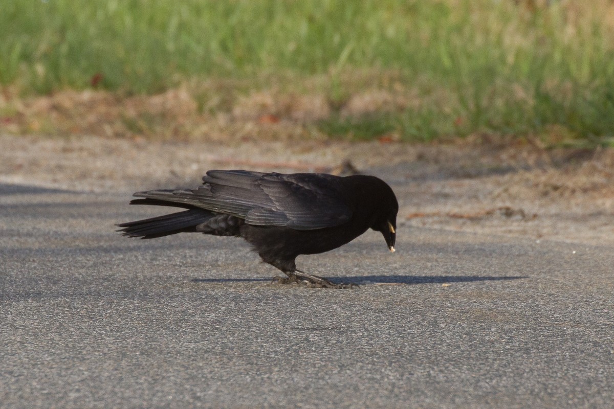 American Crow - Griffin Richards