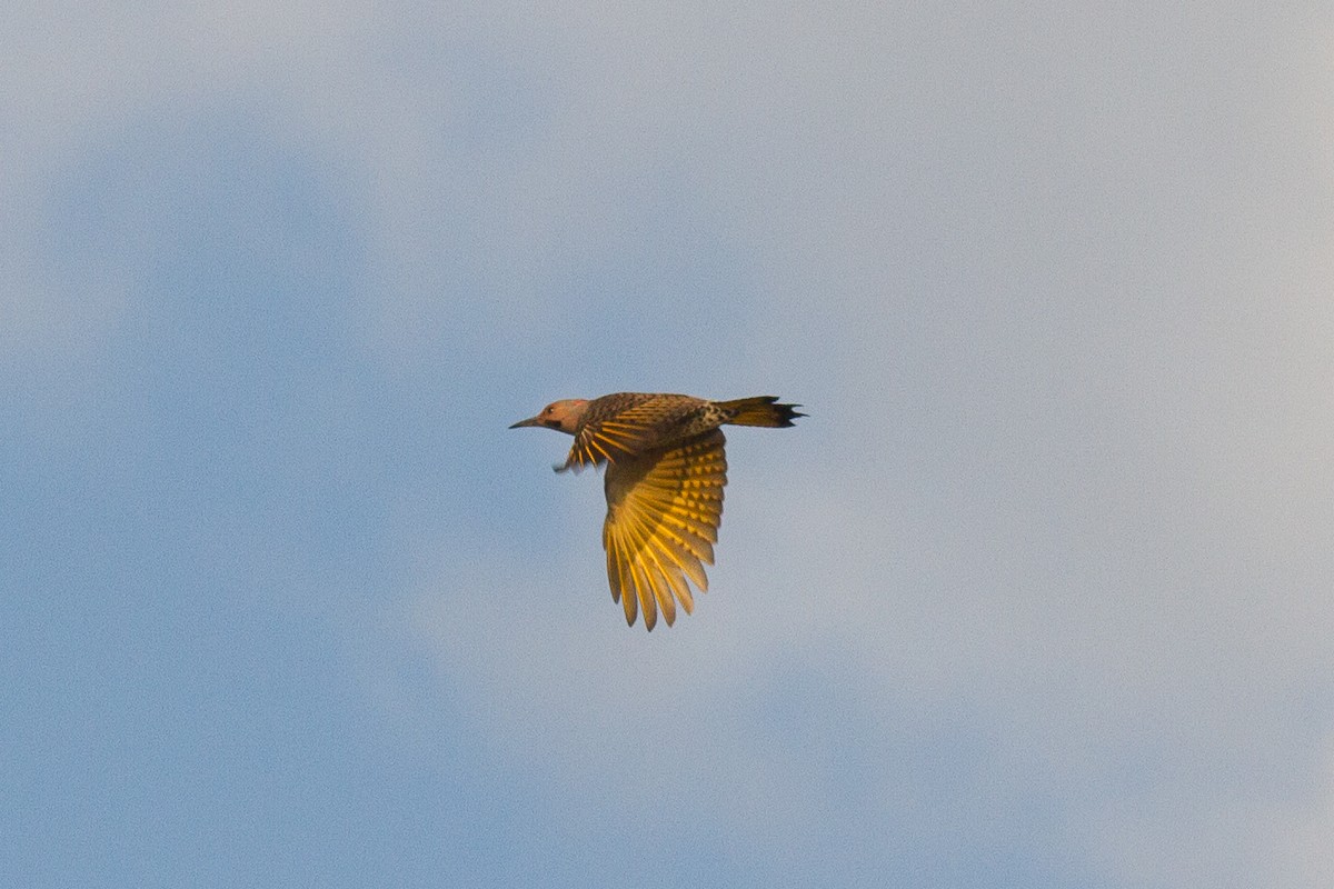 Northern Flicker (Yellow-shafted) - Griffin Richards